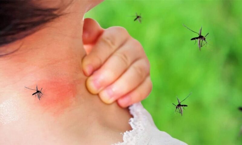 فرض حالة الطوارئ.. ماهى أعراض حمى الصنك