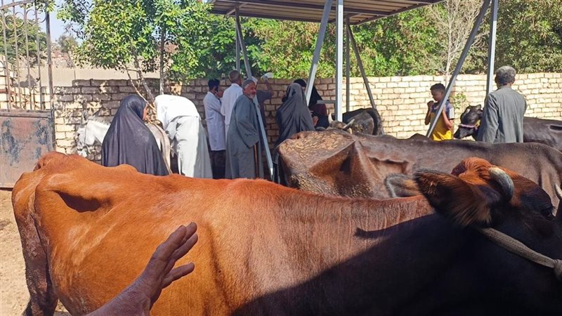 «الزراعة» تنفذ قافلة بيطرية مجانية في أسيوط لفحص وعلاج 591 رأس ماشية