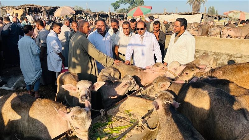 تحصين 56 ألف رأس ماشية بالدقهلية ضد الحمى القلاعية والوادي المتصدع