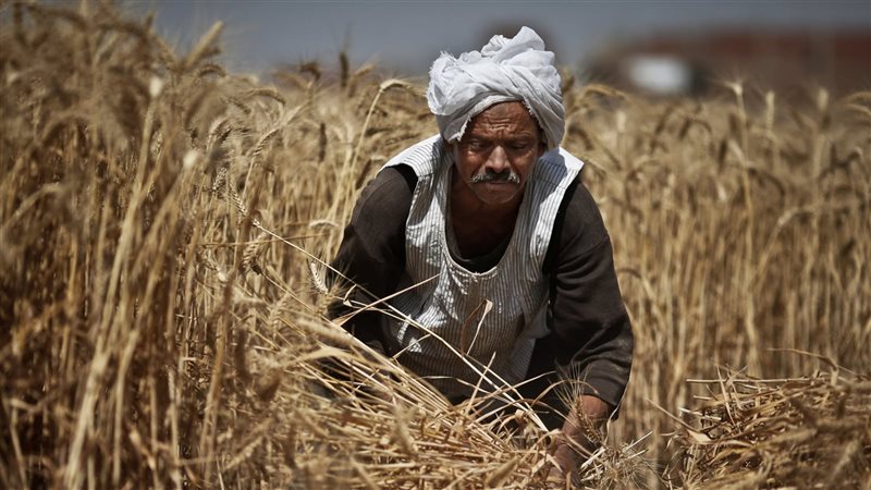 لن تحقق الأمن الغذائي، خبير يكشف خطايا حكومة مدبولي في حق الزراعة بمصر