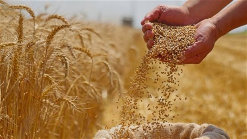 خطة التموين لتأمين الاحتياطي الاستراتيجي من القمح بتنويع مصادر الاستيراد لضمان استقرار الإمدادات