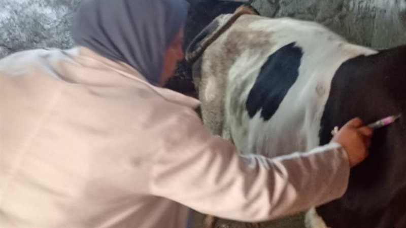 حملات بيطرية مكثفة للتحصين ضد الحمى القلاعية والوادي المتصدع بفاقوس شرقية