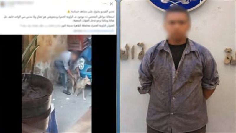 لقطات مصورة توثق تعدى طفل على كلب ضال بالزاوية الحمراء.. والأسرة تكشف مفاجأة