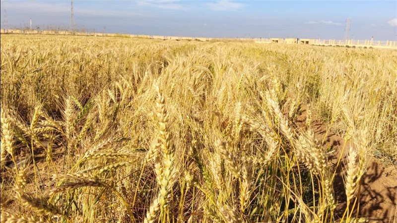 الزراعة: نتوقع زيادة مساحة الأراضي المنزرعة بالقمح 600 ألف فدان الموسم المقبل