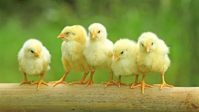 ارتفاع الكب والأبيض، أسعار الكتاكيت والبط اليوم الأربعاء في بورصة الدواجن