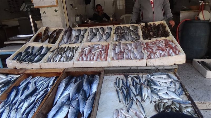 أسعار السمك اليوم، ارتفاع البلطي 11 جنيها والبوري والمكرونة 10 جنيهات وانخفاض الجمبري الوسط