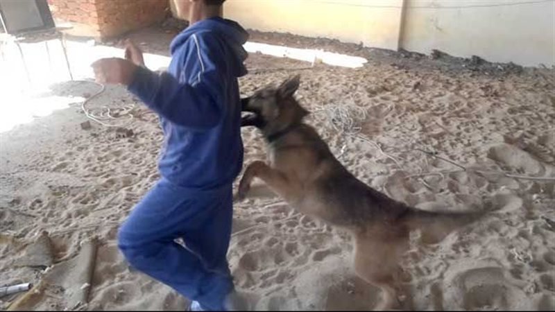 كلية الطب البيطرى بجامعة القناة تحيل واقعة “ذبح الكلب” للجنة أخلاقيات البحث العلمي