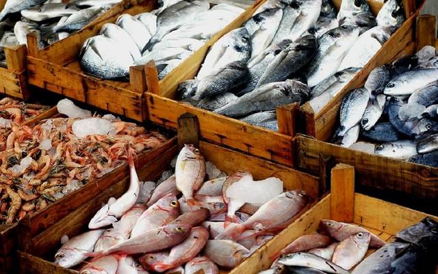 أسعار الأسماك اليوم.. البلطي يقفز ويقترب من 100 جنيه والجمبري يتراجع 60 جنيها