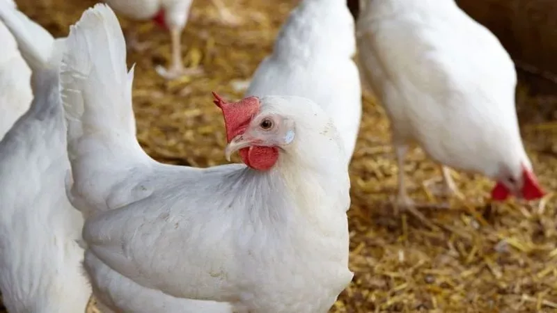 أخبار الاقتصاد اليوم: ارتفاع الدواجن والبيض وانخفاض الأسمنت والحديد.. كيف تؤثر أسعار الفائدة الأمريكية على الجنيه؟.. «المالية» تعلن مزادًا لبيع سيارات وبضائع جمركية بالإسكندرية والدخيلة ومطروح