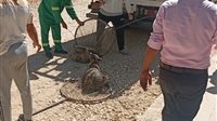 محافظ الدقهلية يتابع حملات مواجهة الكلاب الضالة بميت غمر بالتنسيق مع الطب البيطري