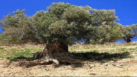 لماذا نهى الإسلام عن قطع الأشجار؟.. الأزهر يكشف السبب