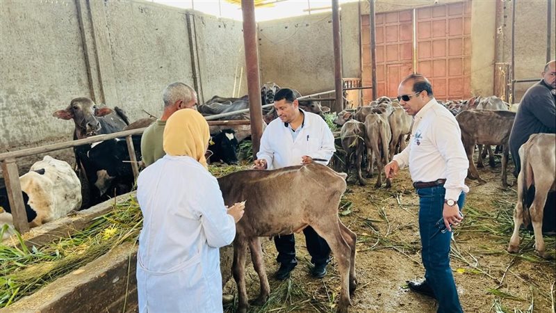 محافظ الدقهلية: تحصين 183 ألف رأس ماشية ضد الحمى القلاعية والوادي المتصدع