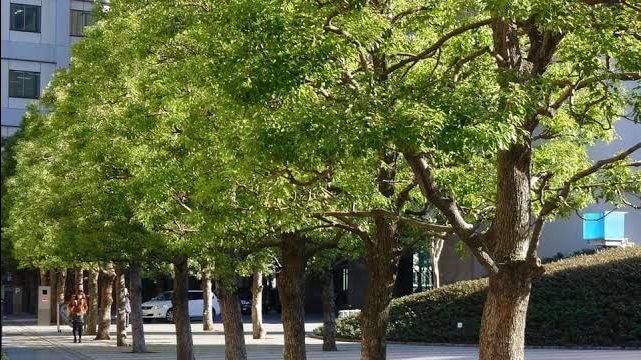 التنمية المحلية: زرع 7 ملايين شجرة جديدة لمواجهة ارتفاع الحرارة
