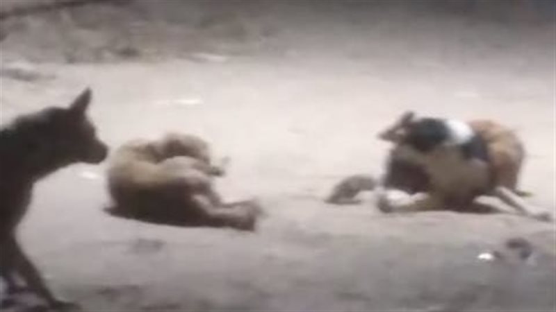 أمين الفتوى يوضح حكم تسميم الكلاب الضالة المؤذية (فيديو)