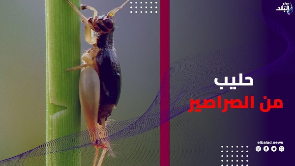 أضعاف حليب الأبقار.. سر غذائي داخل الصراصير