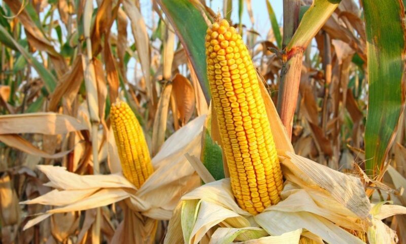 أسعار الذرة تتراجع بأكبر وتيرة في نحو 3 أسابيع