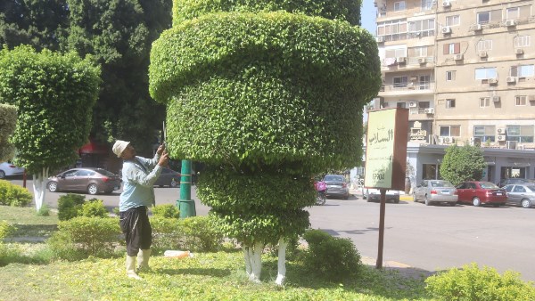 تفاصيل خطة تشجير وتجميل محافظة الجيزة.. دعم الشوارع والميادين بالأشجار والنخيل والنباتات المزهرة ورفع كفاءة المساحات الخضراء
