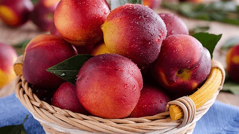 تفسير رؤيا الخوخ في المنام وعلاقتها بسماع أخبار سارة قريبا