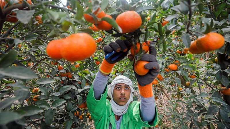 العنب والفراولة بالمكسيك والليمون في أفغانستان، الصادرات الزراعية المصرية تغزو أسواق العالم
