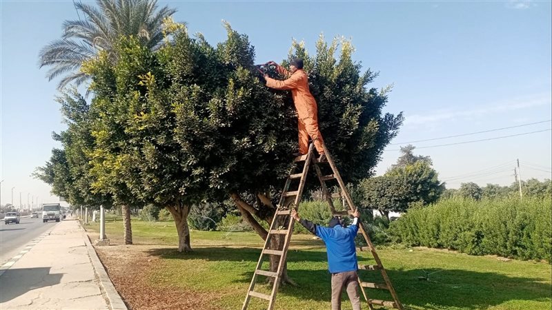 ثمارها ملوثة بالرصاص والكادميوم، خبير يحذر من زراعة الأشجار المثمرة في الشوارع المزدحمة