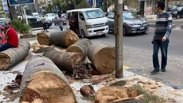 نشأت الديهي: قطع الأشجار القديمة جريمة.. والحفاظ عليها أولى من الطرق