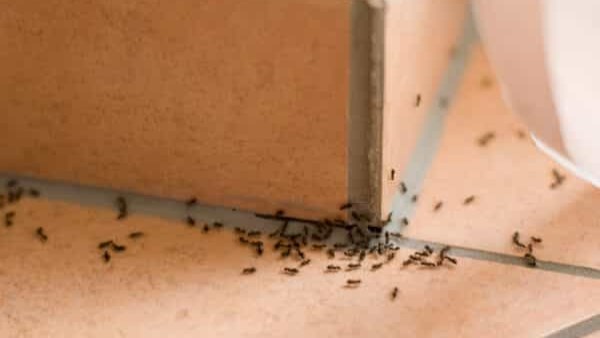 طرق طبيعية للتخلص من النمل في المنزل.. وصفات بسيطة من المطبخ