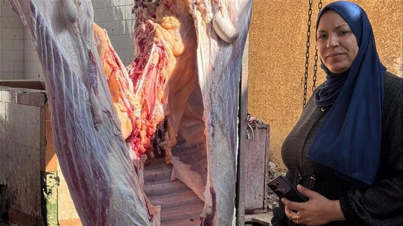 إعدام بقرة مصابة بالسل في مجزر الزرقا بدمياط