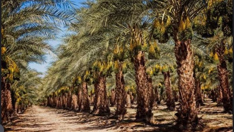 نحتاج مايسترو وكفاية خسائر، خبير يوجه رسالة لاذعة للحكومة بشأن “هوجة” زراعة النخيل