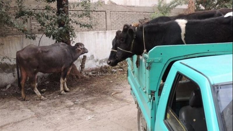 ضبط سيارة محملة ببقرة نافقة قبل طرحها للبيع بالفيوم