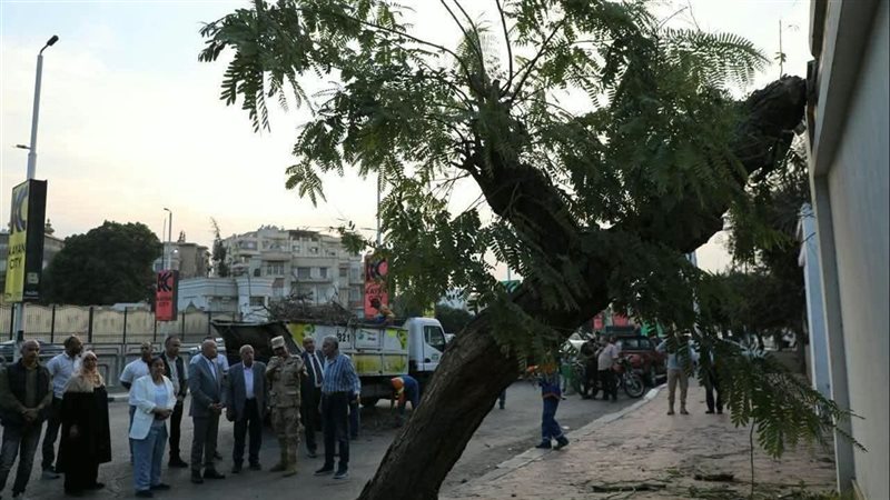 بعد سقوطها على عقار بمصر الجديدة.. إنقاذ شجرة عملاقة وإعادة زراعتها بأحدث معدات الدولة