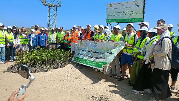 شباب البيئة الساحلية يزرعون المانجروف بالغردقة دعماً للكربون الأزرق