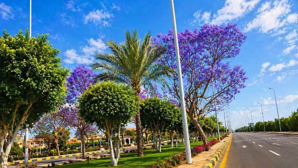 100 ألف شجرة.. جهاز الشروق: زيادة معدلات التشجير بـ الأحياء والمناطق