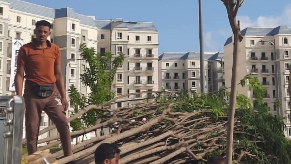 جهاز العلمين الجديدة يواصل تنفيذ خطة متكاملة للتوسع في أعمال التشجير وزيادة المساحات الخضراء