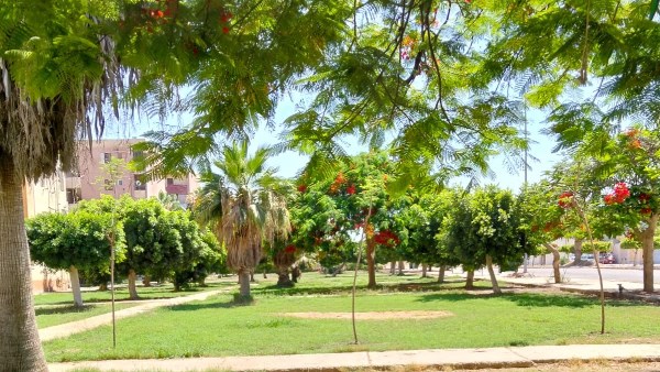 «النوبارية الجديدة» ترفع معدلات التشجير.. 5 آلاف شجرة حاليًا ومستهدف الوصول إلى 10 آلاف