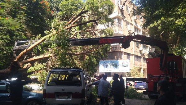 سقوط شجرة يعطل الحركة المرورية بالدقي دون وقوع إصابات