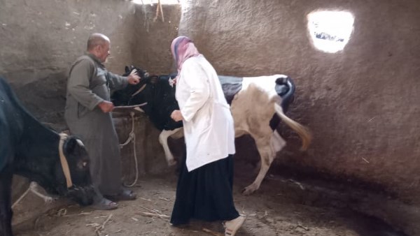 تحصين 213 ألف رأس ماشية على مدار ثلاثة أسابيع في الجيزة