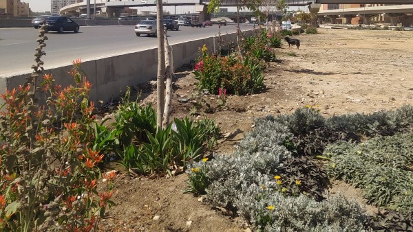 بمحور الطريق الدائري بالطالبية.. زراعة الأشجار ضمن مبادرة 100 مليون شجرة واتحضر للأخضر