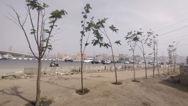 الجيزة: زراعة أشجار بالطريق الدائري من المريوطية حتى عثمان محرم بالطالبية
