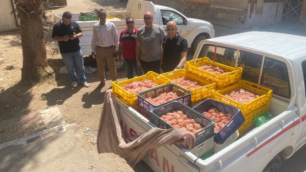 التحفظ على 700 كجم من صدور وهياكل الدجاج غير صالحة للاستهلاك في حملة ببني سويف