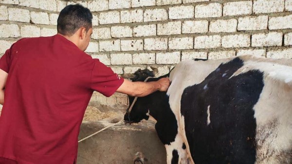 محافظ المنيا: تحصين 41 ألفًا و979 رأس ماشية ضد الحمى القلاعية والوادي المتصدع