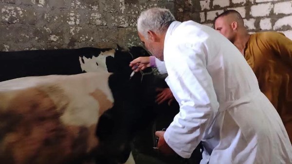 محافظ المنيا : تحصين 146 ألفًا و341 رأس ماشية ضد الحمى