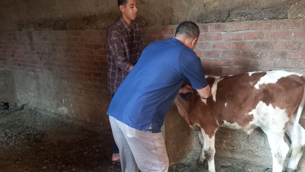 محافظ أسيوط: تحصين 32 ألفًا و239 رأس ماشية خلال أسبوع