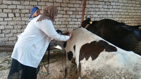 محافظ أسيوط: تحصين 82 ألفًا و577 رأس ماشية ضد الحمى القلاعية والوادي المتصدع