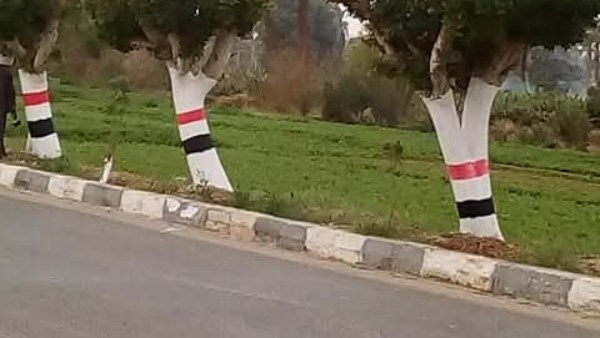 نقيب الزراعيين يكشف حقيقة قطع الأشجار وتصدير الفحم