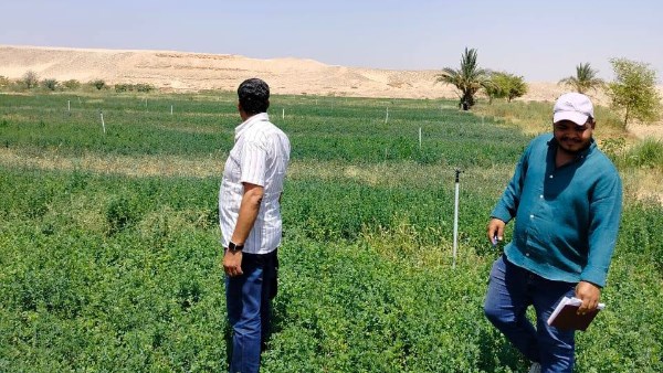 مواجهة الآفات الزراعية بالأقصر.. تنظيم 7 ندوات بإسنا ومعالجة 8 منازل مصابة بالنمل الأبيض