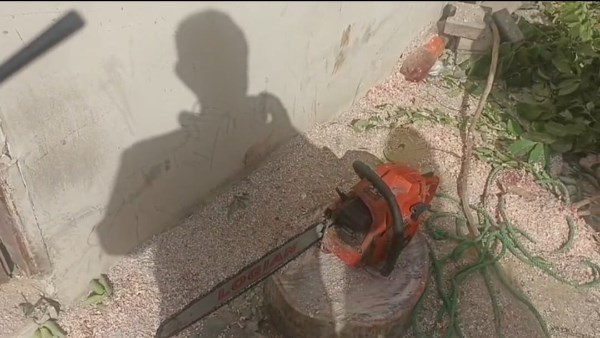 ضبط مواطن يقوم بقطع شجرة بالعوامية في الأقصر