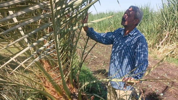 زراعة الأقصر تكثف حملاتها لفحص زراعات قصب السكر والمانجو بإسنا ومكافحة الآفات