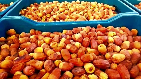 محافظ الوادي الجديد: بدء استلام محصول التمور  وسعر استرشادي مبدئي 43 جنيهًا للكيلو