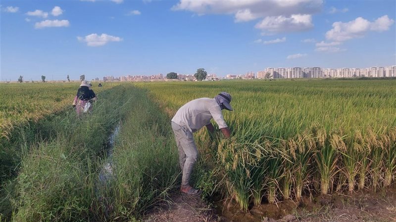 بعد تراجع الطن 1500 جنيها، أسباب انخفاض أسعار الأرز في الأسواق