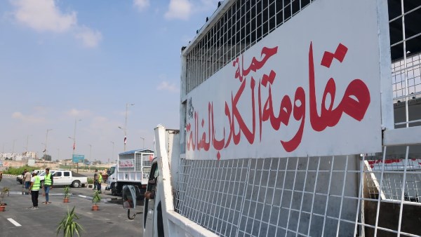 الإسماعيلية تبدأ مرحلة جديدة في التعامل مع الكلاب الحرة | صور